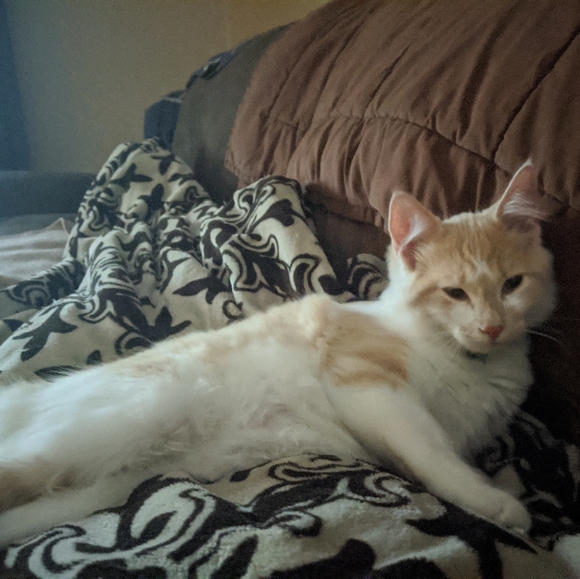 Lamp Cheap - Picture 5 of 8